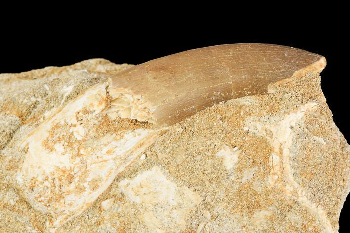 Fossil Plesiosaur (Zarafasaura) Tooth - Morocco #121692